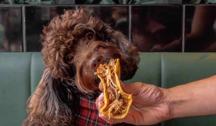 A global food hall for dogs is coming to South London this month – with vendors serving up FREE pup-friendly cocktails, tacos, poke bowls, Sunday roasts, and more