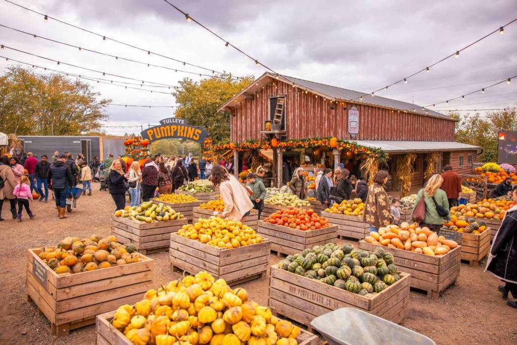 Wooden crates filled with pumpkins at a pumkin festival