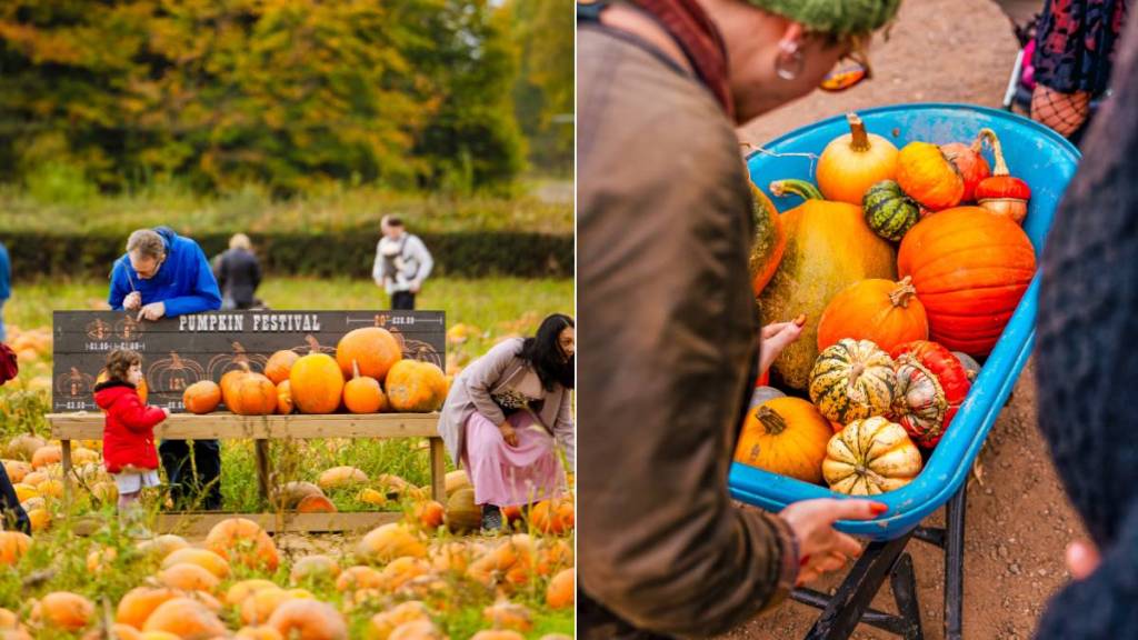 people picking pumpkins (left), a wheelbarrow full of pumpkins (right)