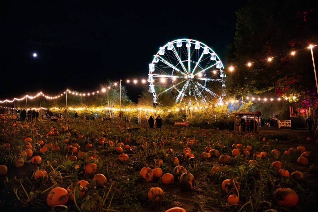 An illuminated big wheel in the distance with a field full of pumpkins at night in the foreground