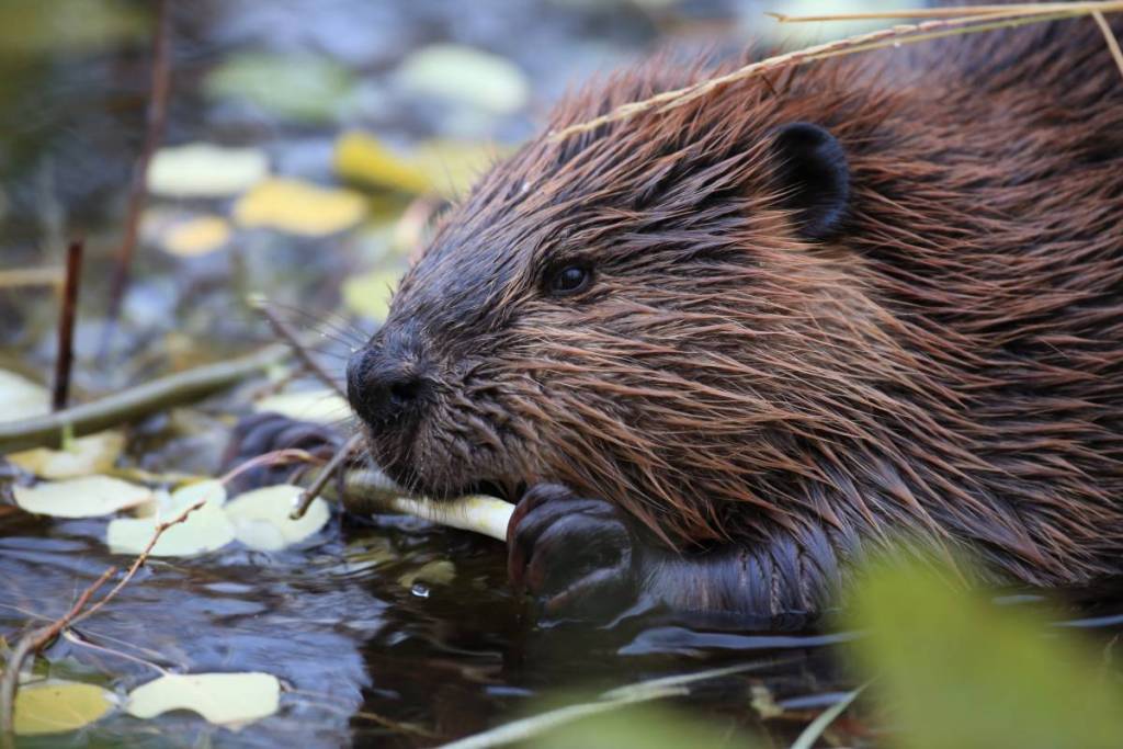 A beaver holding a biting a branch while in water surrounded by leaves