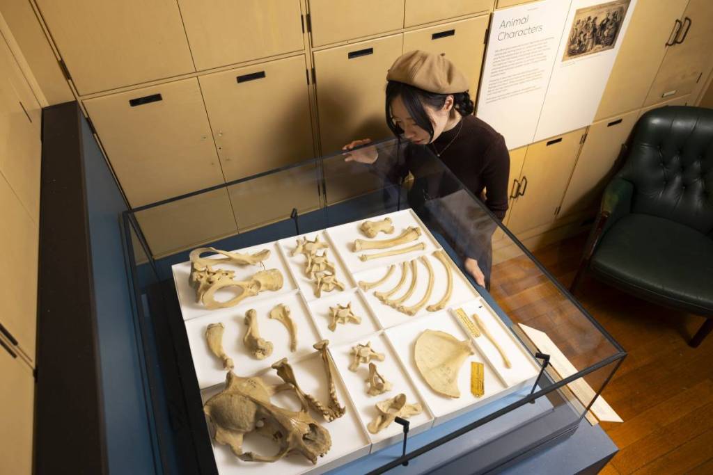 Quelqu’un en train d’observer une vitrine présentant divers os