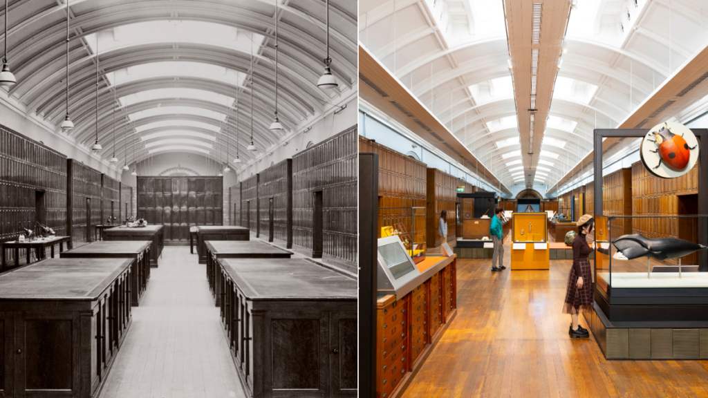 Une image en superposition : une photo en noir et blanc de l’herbier du Musée d’histoire naturelle en 1950 (à gauche) et la galerie récemment réouverte avec une nouvelle exposition à l’intérieur (à droite)
