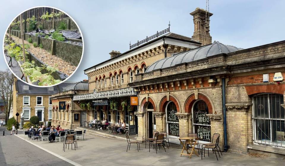 This busy south London station boasts a secret vineyard – with over 20 Bacchus vines tucked away just metres from the train tracks