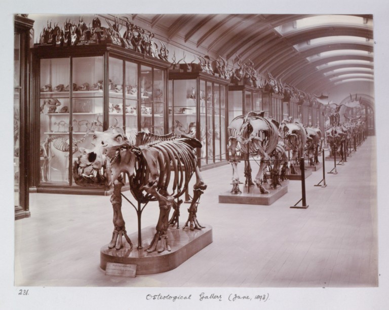 Una imagen en blanco y negro de 1893 de la galería de osteología del Museo de Historia Natural, con esqueletos alineados
