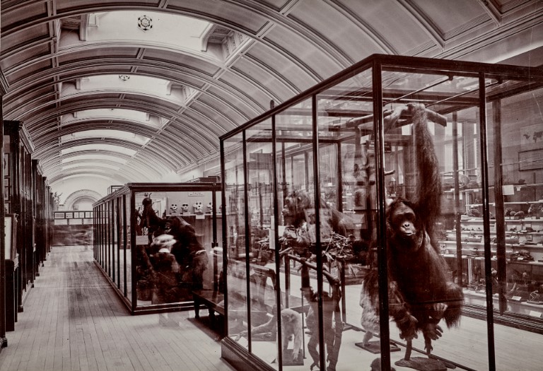 Una imagen histórica en blanco y negro de la galería superior de mamíferos del Museo de Historia Natural
