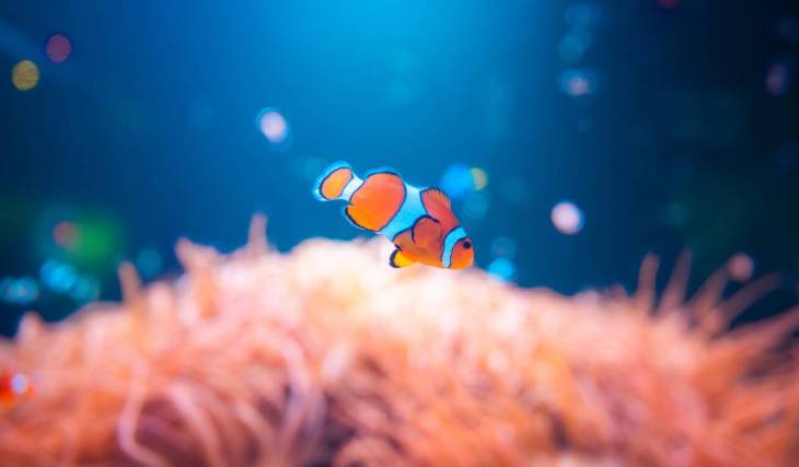 This famed London attraction, which houses over 500 marine species, is the perfect sensory activity for parents and babies