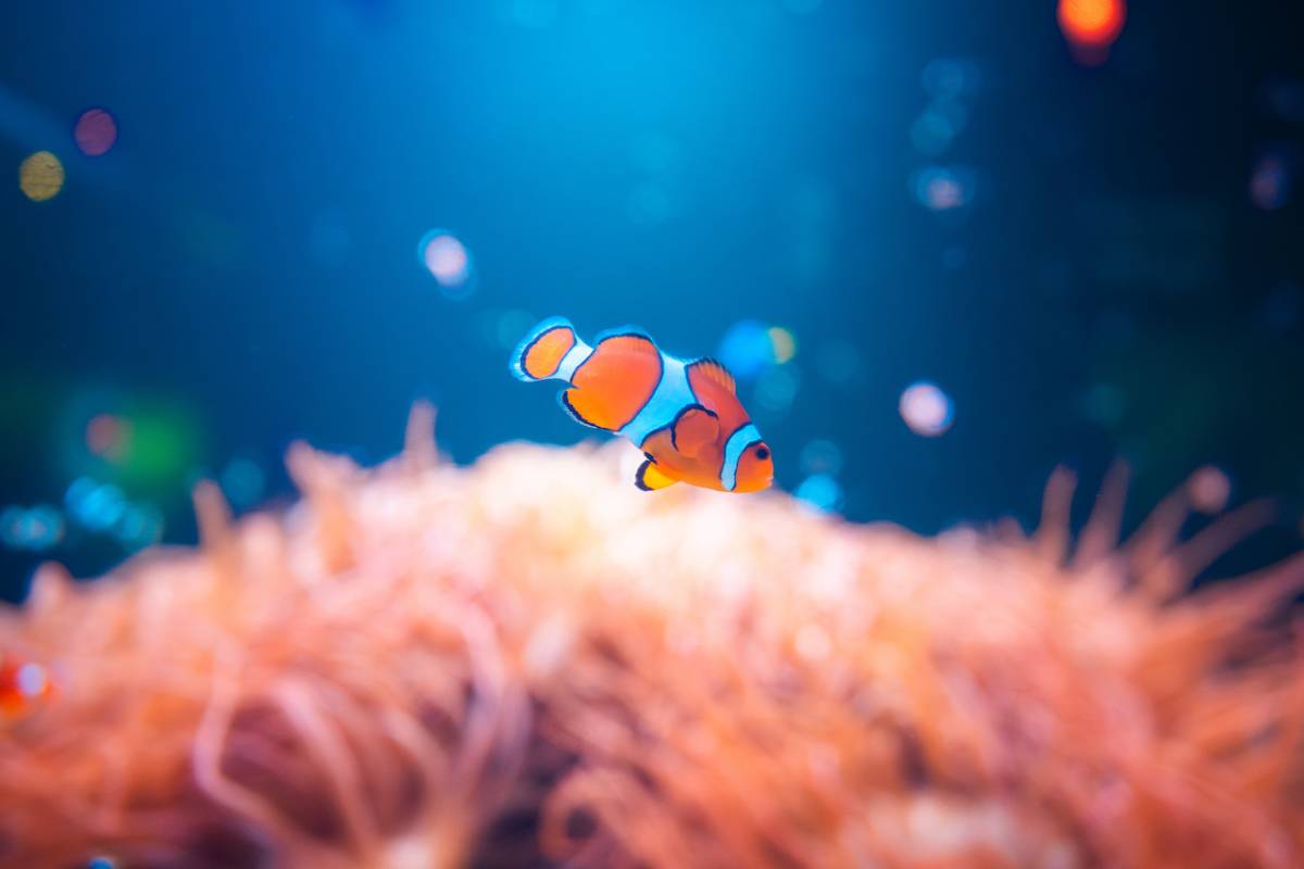 This famed London attraction, which houses over 500 marine species, is the perfect sensory activity for parents and babies