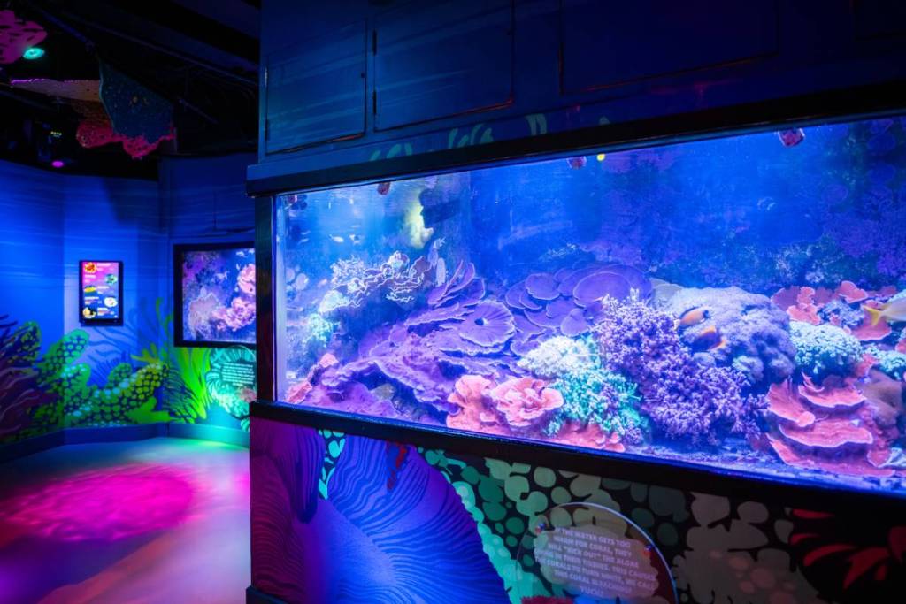 eine Totale eines Raums im SEA LIFE Aquarium mit verschiedenfarbigen Sinneslichtern