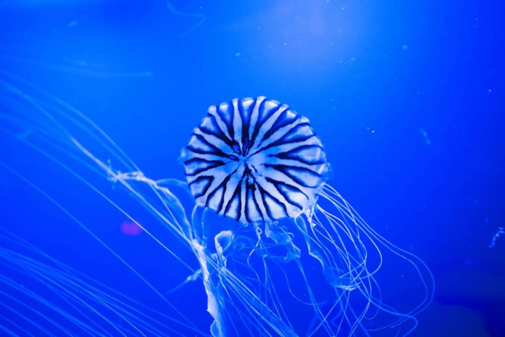 un primo piano di una medusa nell’acqua al SEA LIFE Aquarium