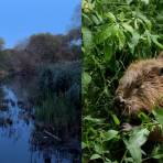 West London Beavers: Watch The Ealing Urban Safari