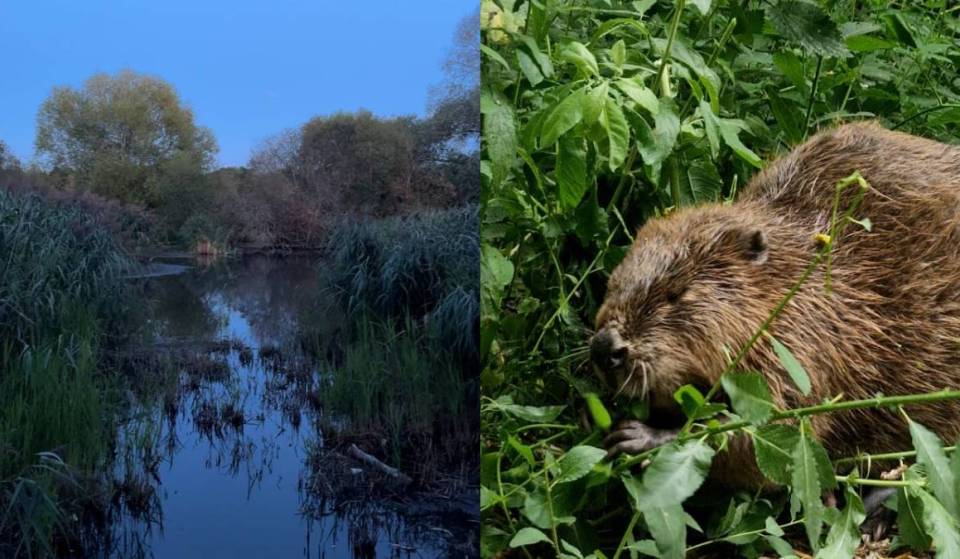 West London Beavers: Watch The Ealing Urban Safari