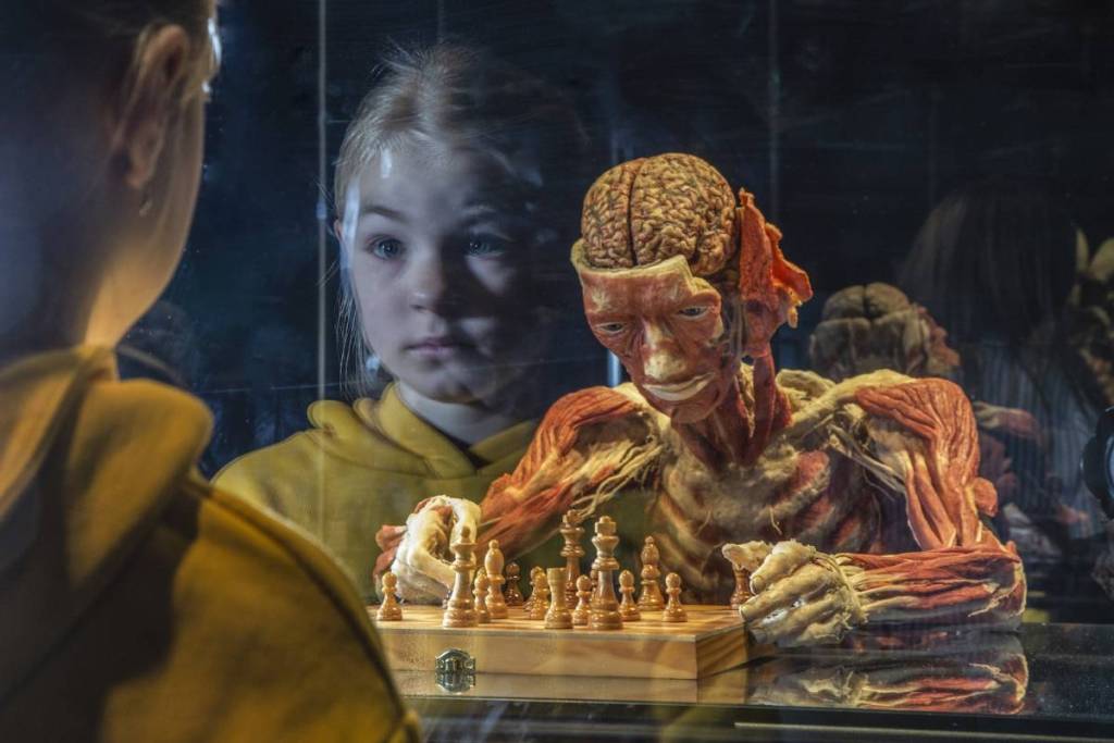 een jong meisje kijkt naar een plastinaat van iemand die schaakt, terwijl haar gezicht weerspiegeld wordt in de glazen vitrine