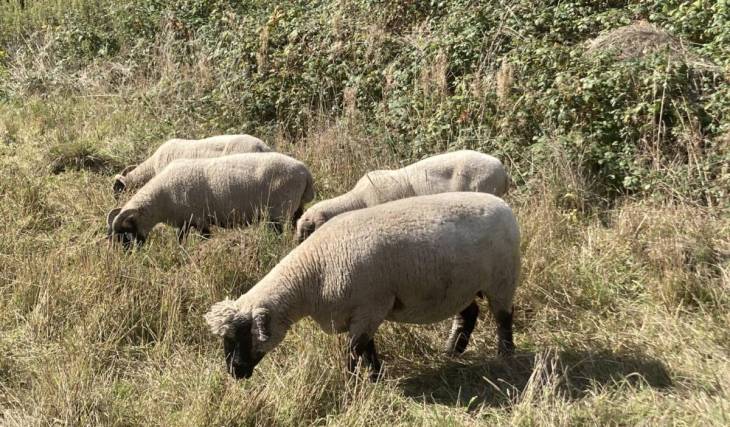 A rare flock of sheep is currently grazing in one of London’s most popular parks – but they won’t be there for long
