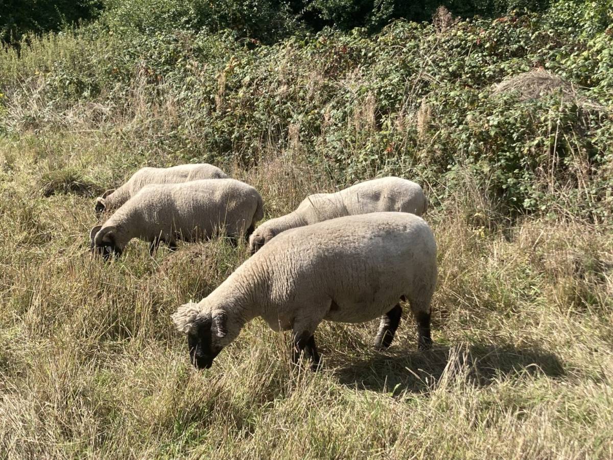 A rare flock of sheep is currently grazing in one of London's most popular parks – but they won't be there for long