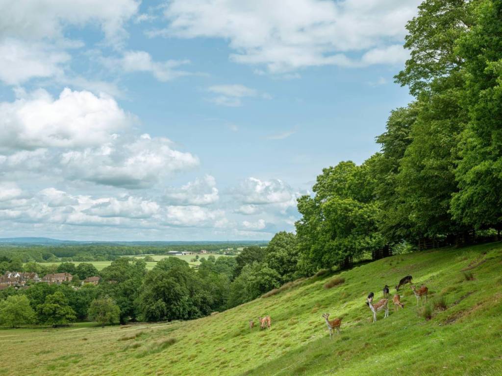 Questa bellissima cittadina con mercato del West Sussex è uno dei posti migliori in cui vivere nel Sud-Est — con un parco dei cervi di 700 acri