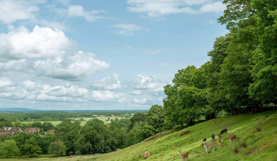 This beautiful West Sussex market town is one of the best places to live in the South East — with a 700-acre deer park