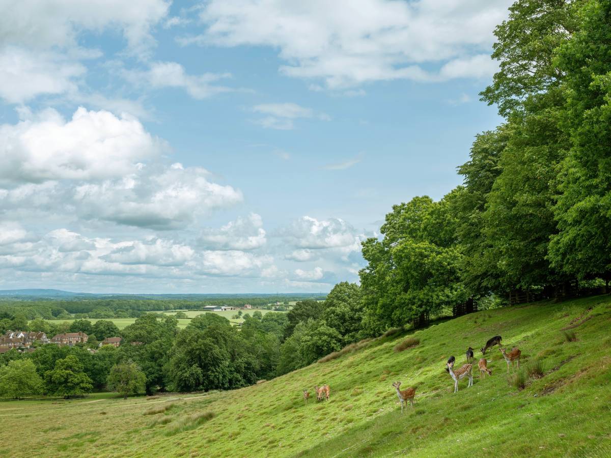This beautiful West Sussex market town is one of the best places to live in the South East — with a 700-acre deer park