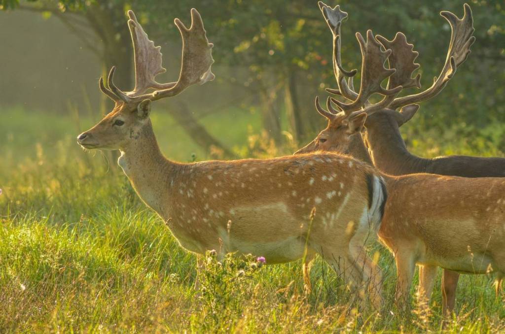 drei Rehe mit Geweih stehen in der Sonne auf einer weitläufigen, grasbewachsenen Parkwiese