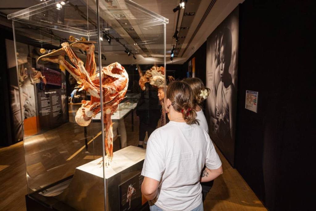 people look at a glass case display a full-body plastinate of a skateboarder doing a handplant move