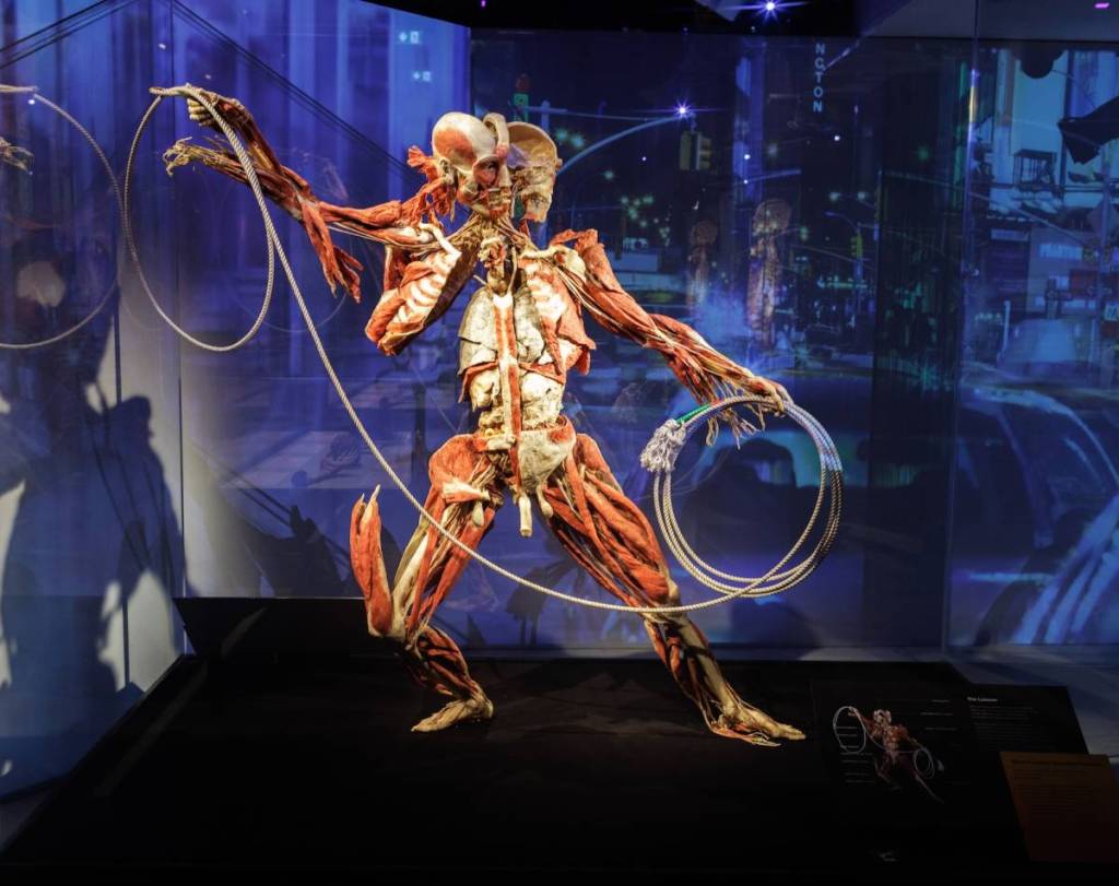 a full-body plastinate of a person lassoing where you can see all the muscles and nerves