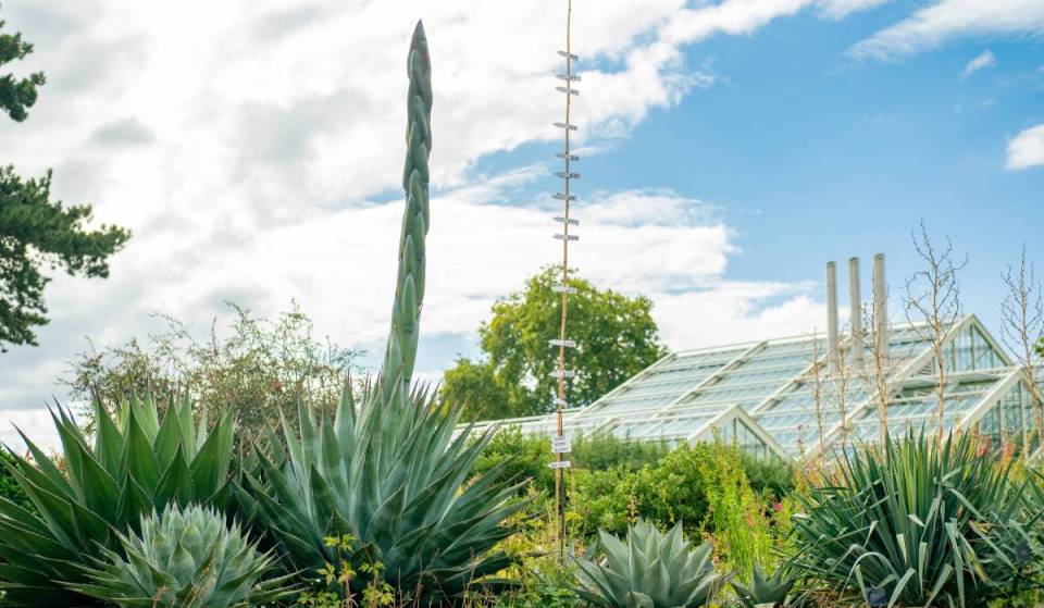An incredibly rare ‘death bloom’ is due to take place at Kew Gardens soon in what is set to be a ‘once-in-a-lifetime’ experience