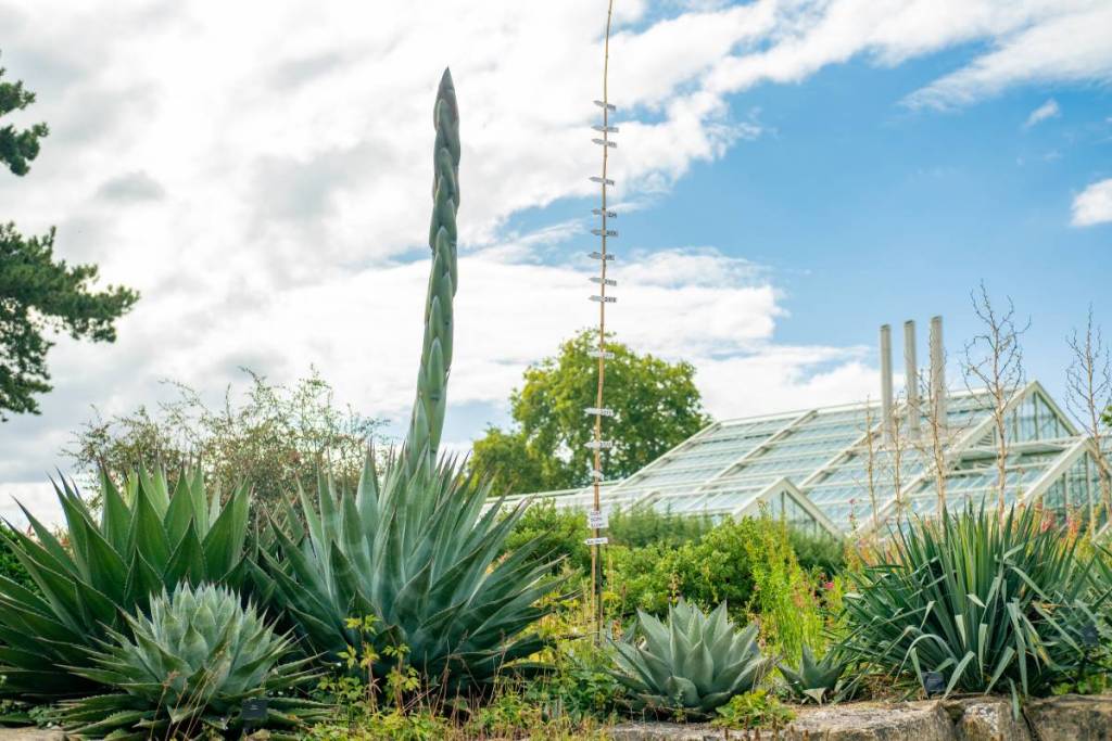 An incredibly rare 'death bloom' is due to take place at Kew