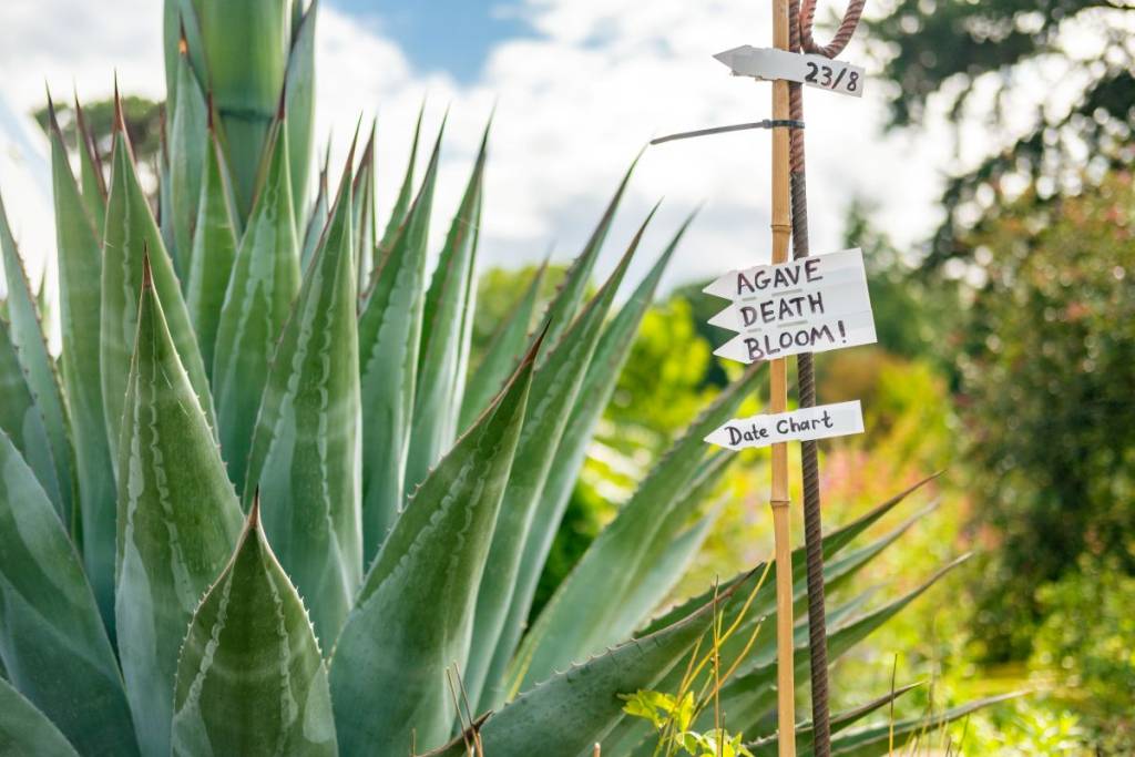 signposts to the 'death bloom' at Kew Gardens