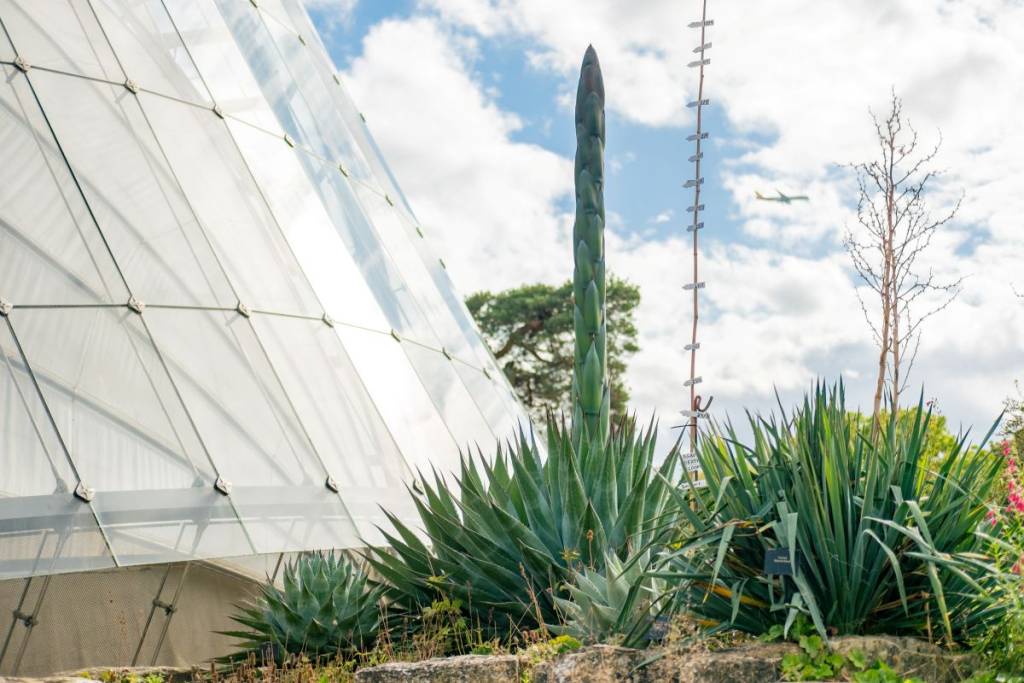 The flowering Agave montana plant at Kew Gardens