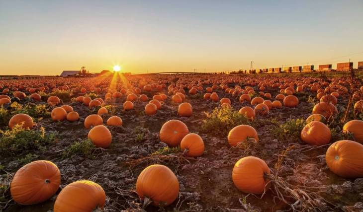 The UK’s best pumpkin patch is just 1 hour from London — with 100,000 pumpkins a