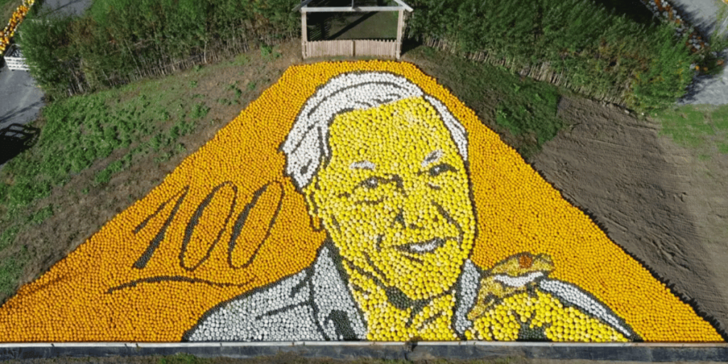 an enormous mural of david attenborough created out of pumpkins and squash