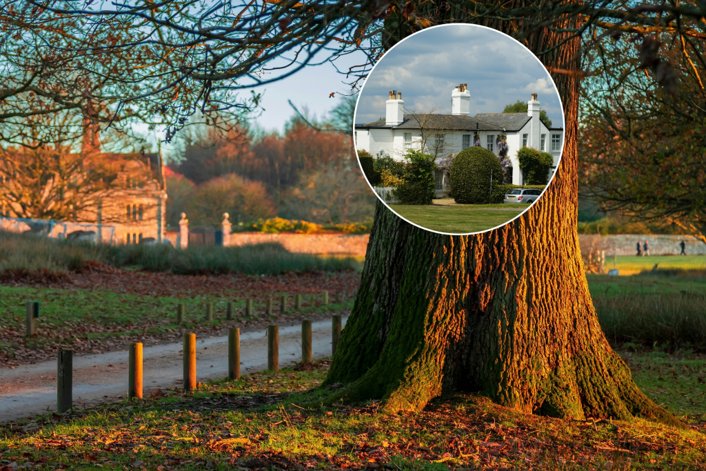 Ein Baum in einem Park in Sevenoaks mit einem kreisförmigen Überlagerungsbild eines großen weißen Hauses