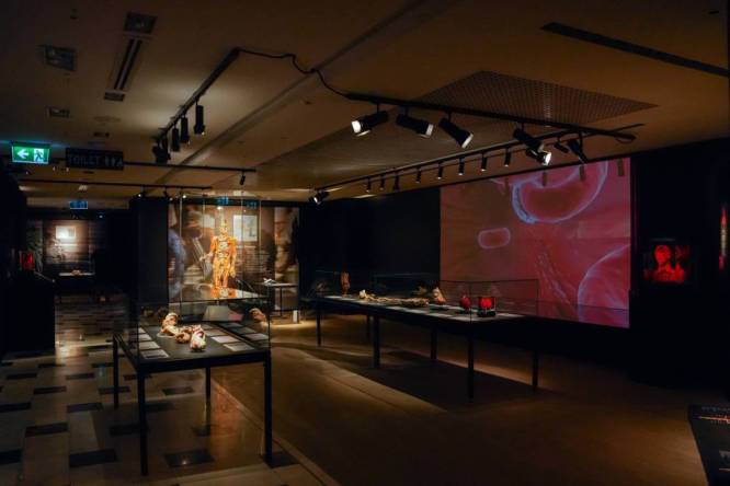Hidden behind a red-brick façade of a South Kensington mansion, this new £20 exhibition displays real human bodies frozen in mid-backflip