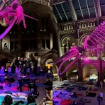 London Natural History Museum sleepover: inside Dino Snores