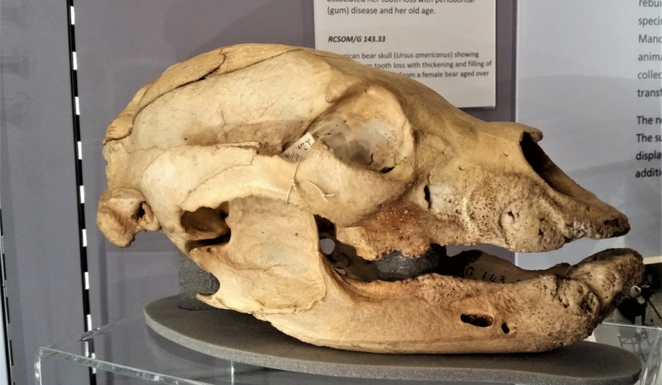 In 1914, the bear that inspired the character of Winnie-the-Pooh arrived at London Zoo; over a century later, her actual skull has gone on display in central London