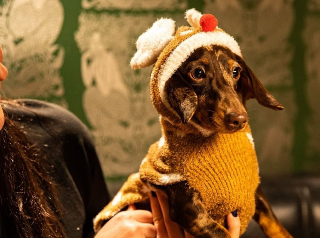 pup-up-cafe-hat-dog