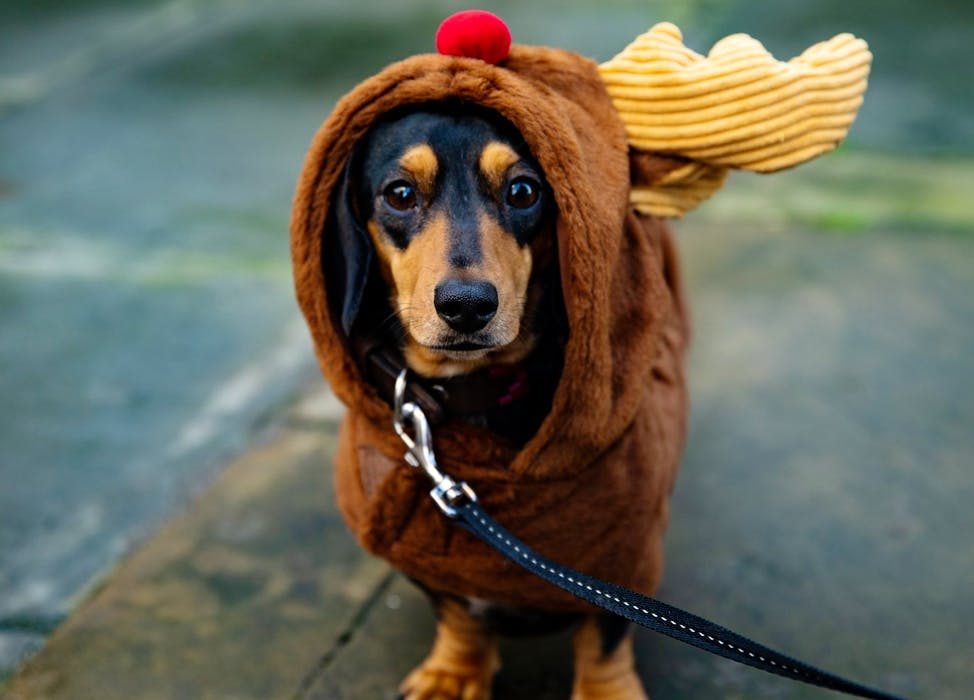 pup-up-cafe-christmas