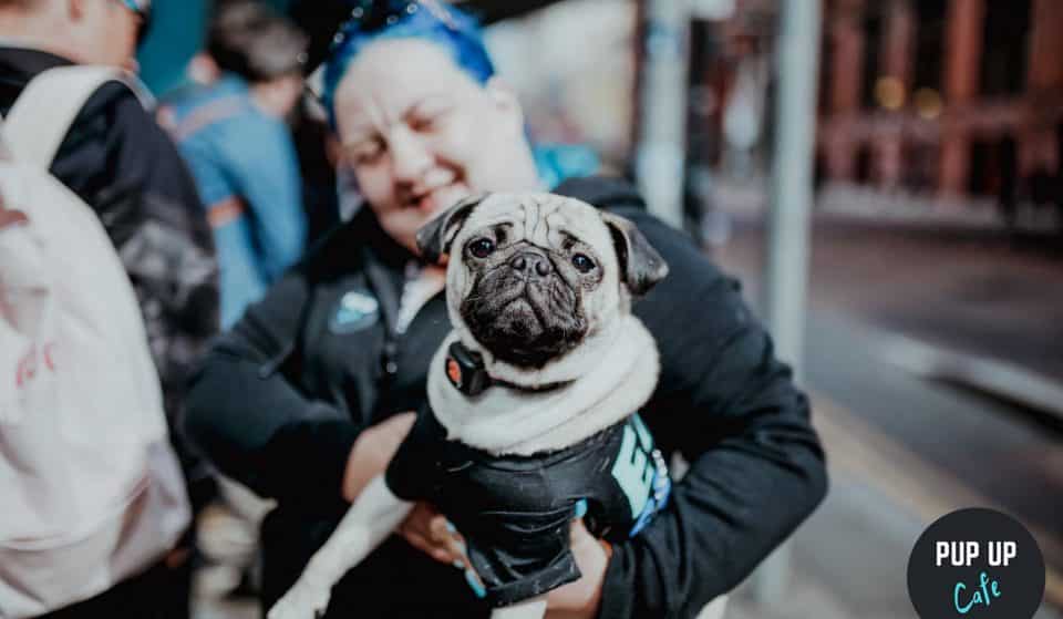 A Pug And Frenchie Pup-Up Cafe Is Coming To Liverpool, And It’s Absolutely Pawfect