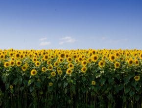 This Farm Half An Hour From Liverpool Is Hosting A Huge Sunflower Field Where You Can Pick Your Own Flowers &#8211; And It&#8217;s Open Now