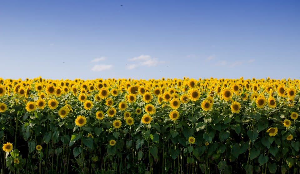 This Farm Half An Hour From Liverpool Is Hosting A Huge Pick Your Own Sunflower Field &#038; Pumpkin Patch With A Spooky Maze &#8211; And There Is Also A Massive Corn Field