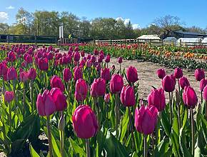 This farm tearoom is offering pick-your-own tulip field only half an hour from Liverpool this April – and Early Bird tickets are out