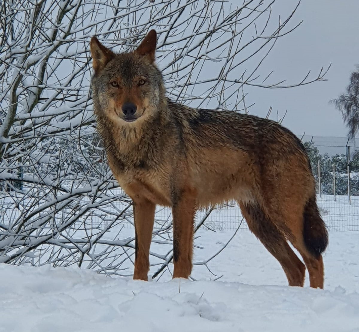 Just 9 Adorable Pictures Of Animals Enjoying The Snow At Liverpool's ...