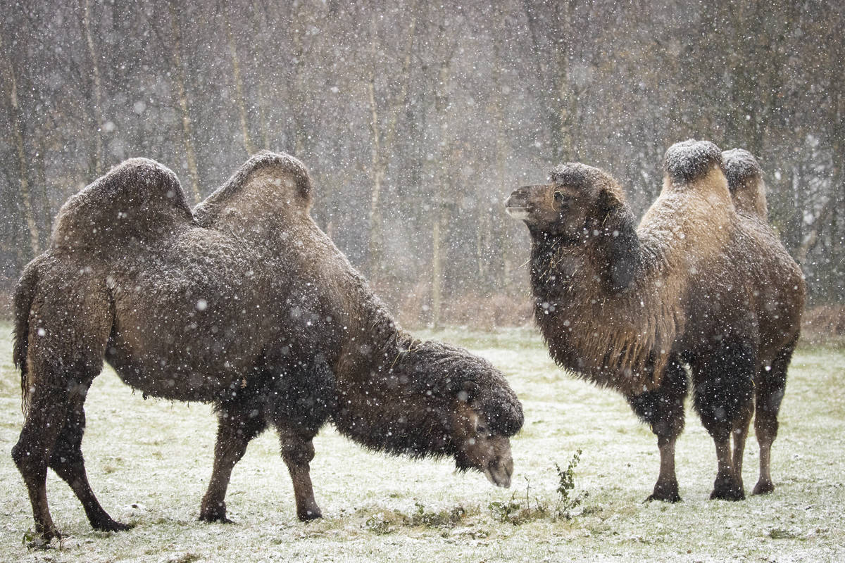 Just 9 Adorable Pictures Of Animals Enjoying The Snow At Liverpool's ...