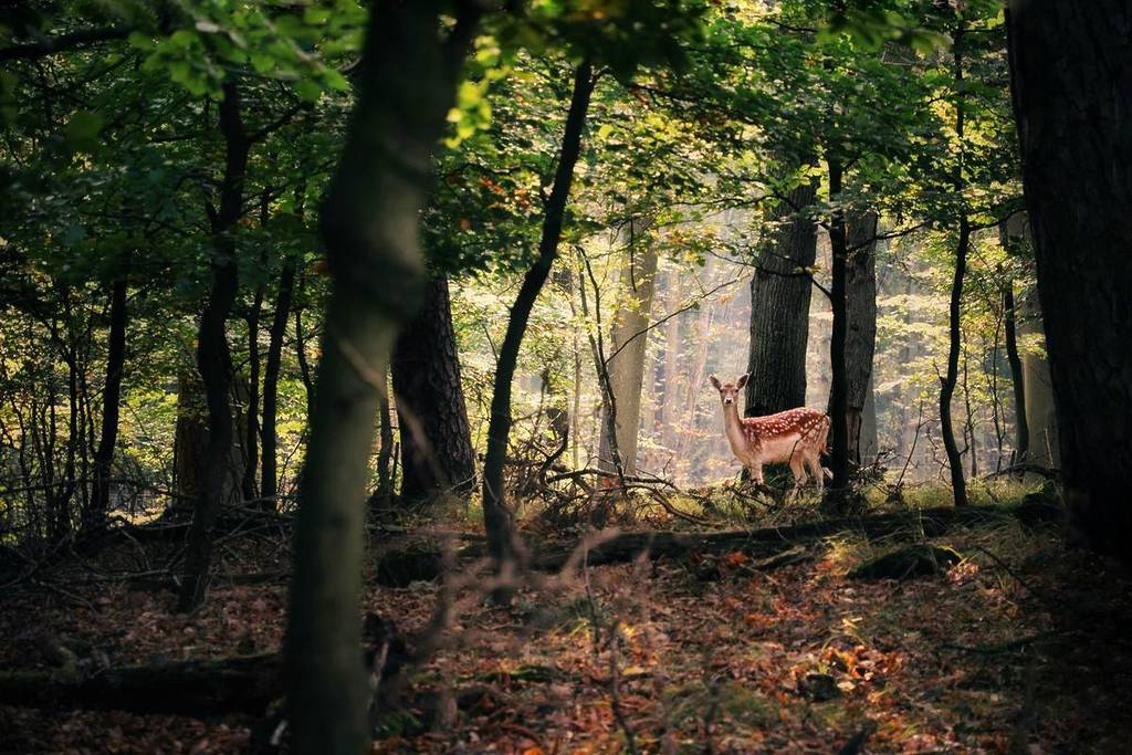 The UK To Plant First National Forest In 30 Years With Plans For 20 Million Trees