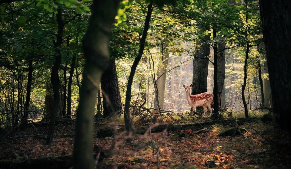 The UK To Plant First National Forest In 30 Years With Plans For 20 Million Trees