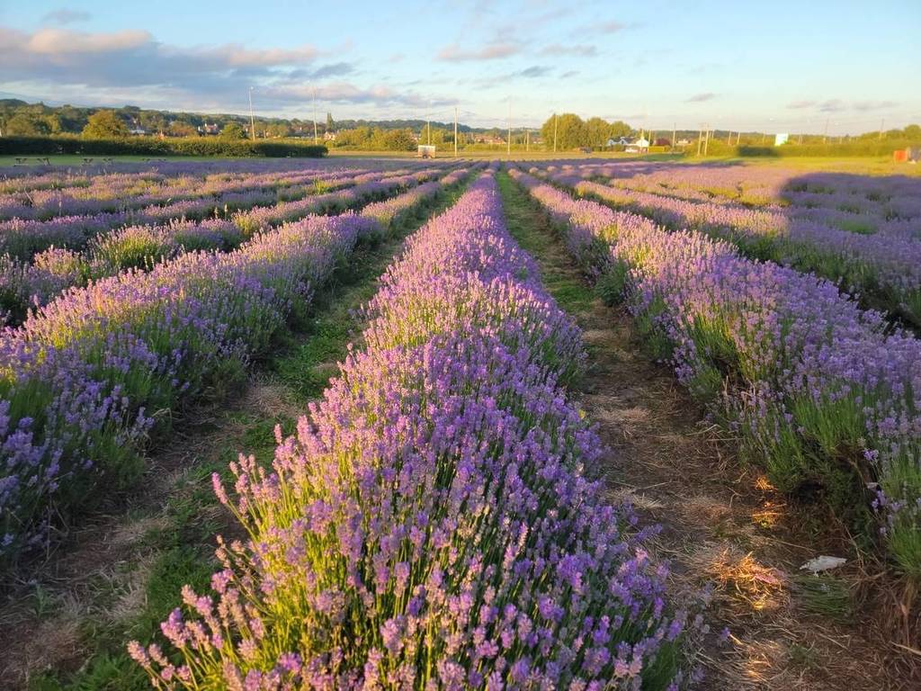 This Lovely Lavender Field With Its Very Own Tearoom &#038; Artisan Market Is Just 30 Minutes From Liverpool &#8211; And It Opens Soon