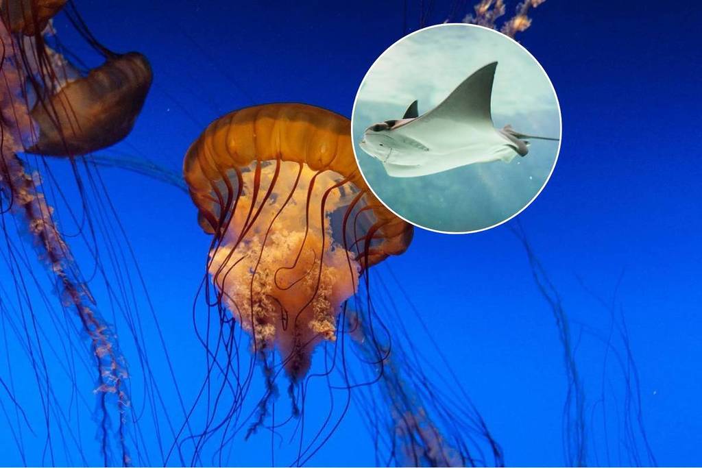 The UK Beaches And Rivers Could Soon See Stingrays &#8211; And The Country Is Already Experiencing A Jellyfish &#8220;Invasion&#8221;