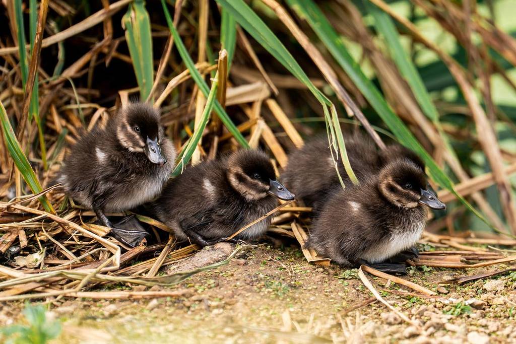 Four Endangered African Maccoa Ducklings Have Hatched At Chester Zoo For The Very First Time – Adorable Photos & Species Fact File