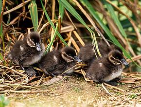 Four Endangered African Maccoa Ducklings Have Hatched At Chester Zoo For The Very First Time &#8211; Adorable Photos &#038; Species Fact File