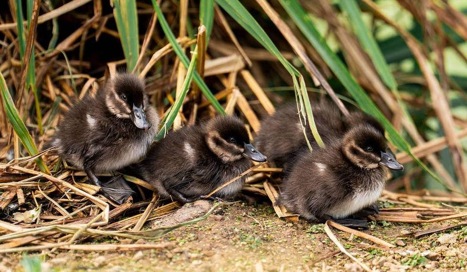 Four Endangered African Maccoa Ducklings Have Hatched At Chester Zoo For The Very First Time – Adorable Photos & Species Fact File